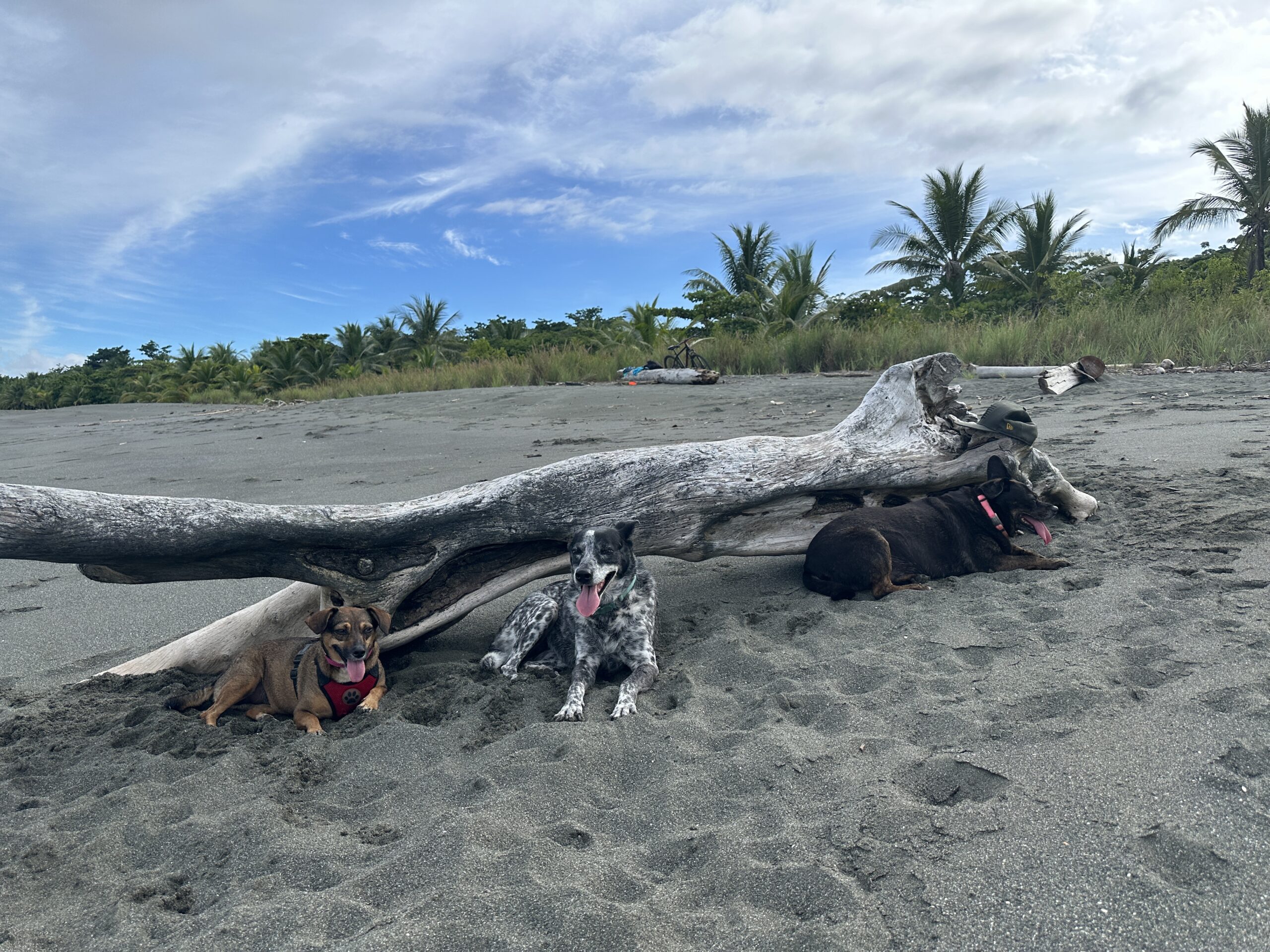 Dogs on the beach