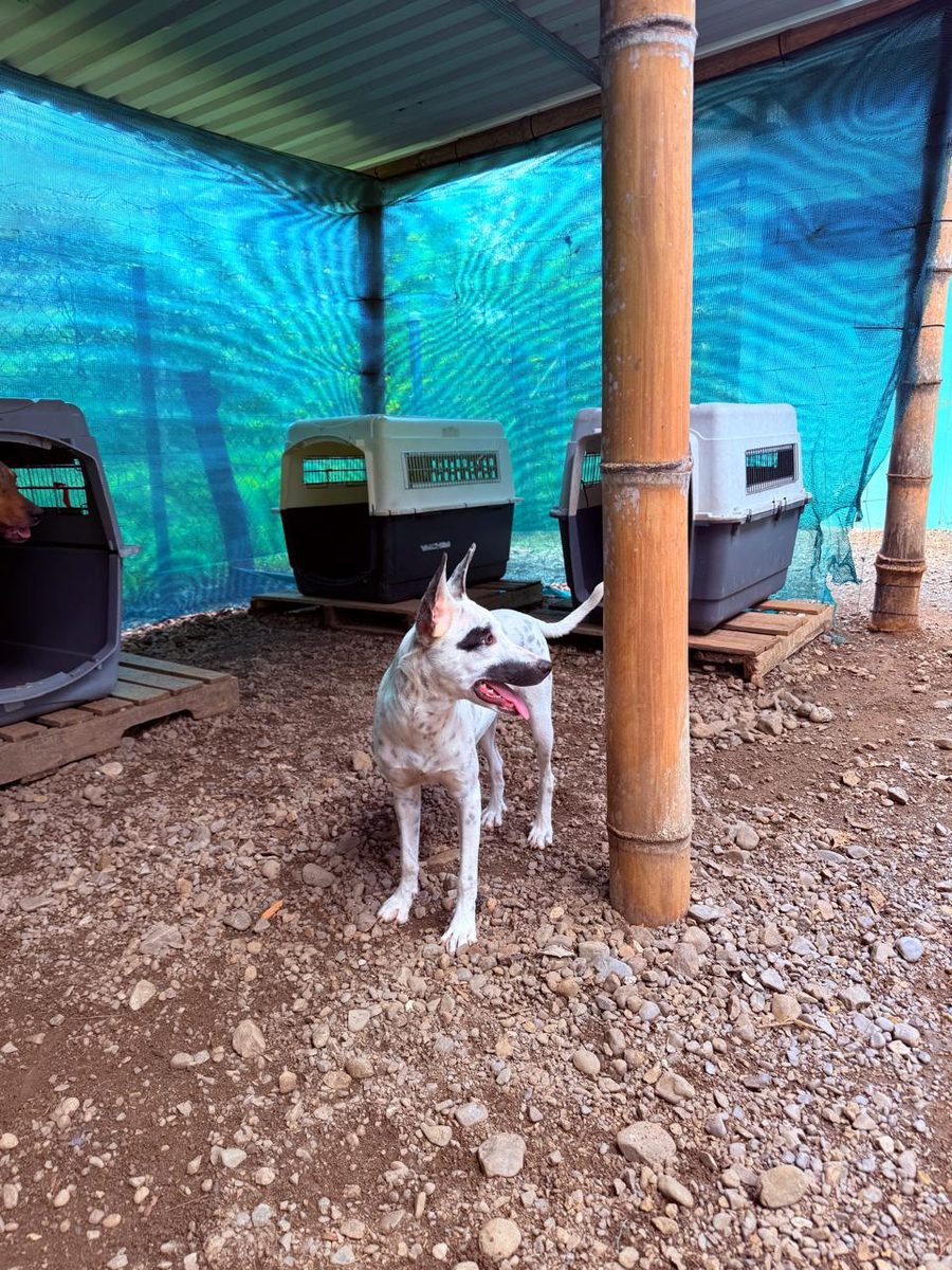 Current shelter