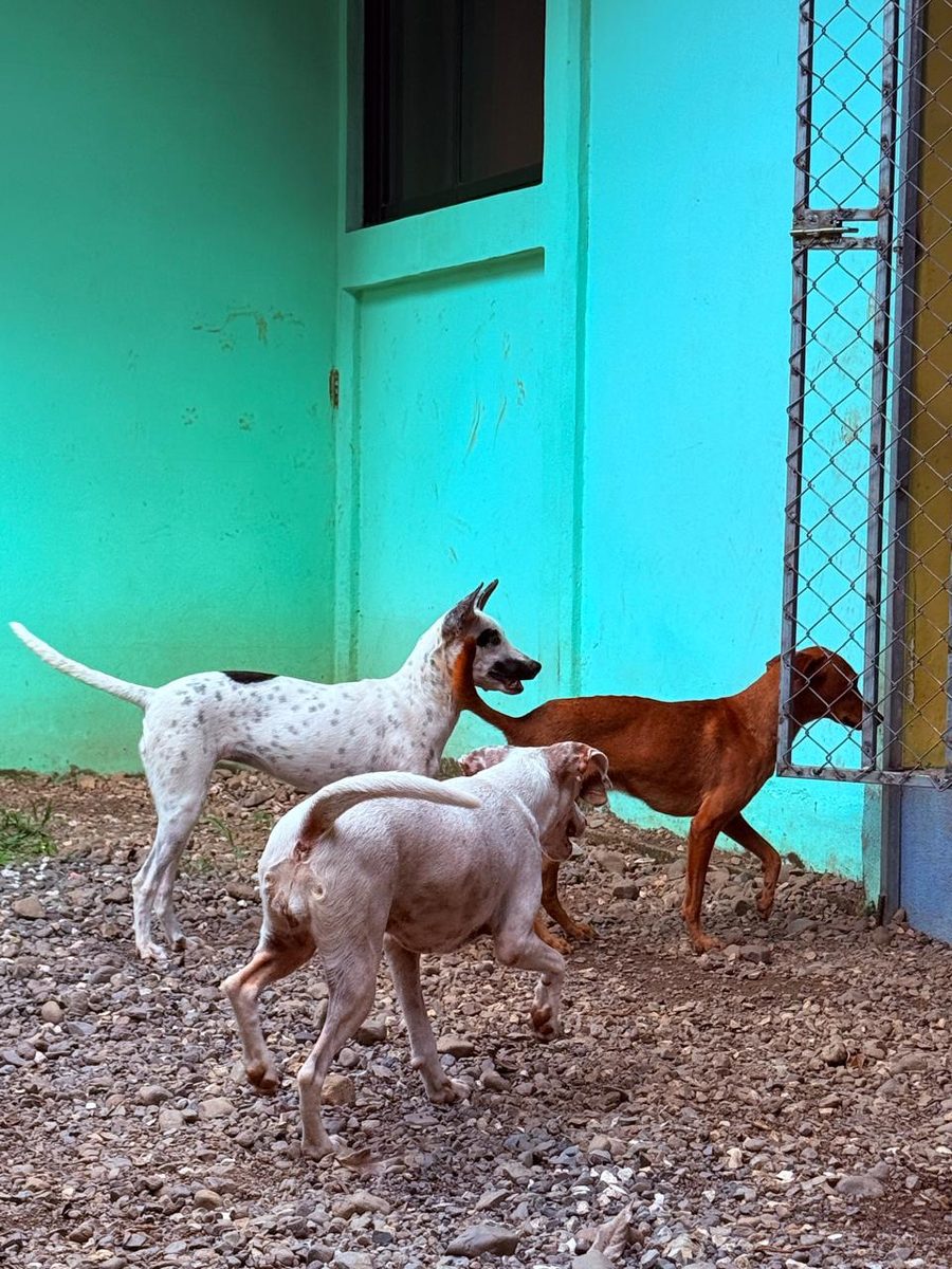 Current shelter