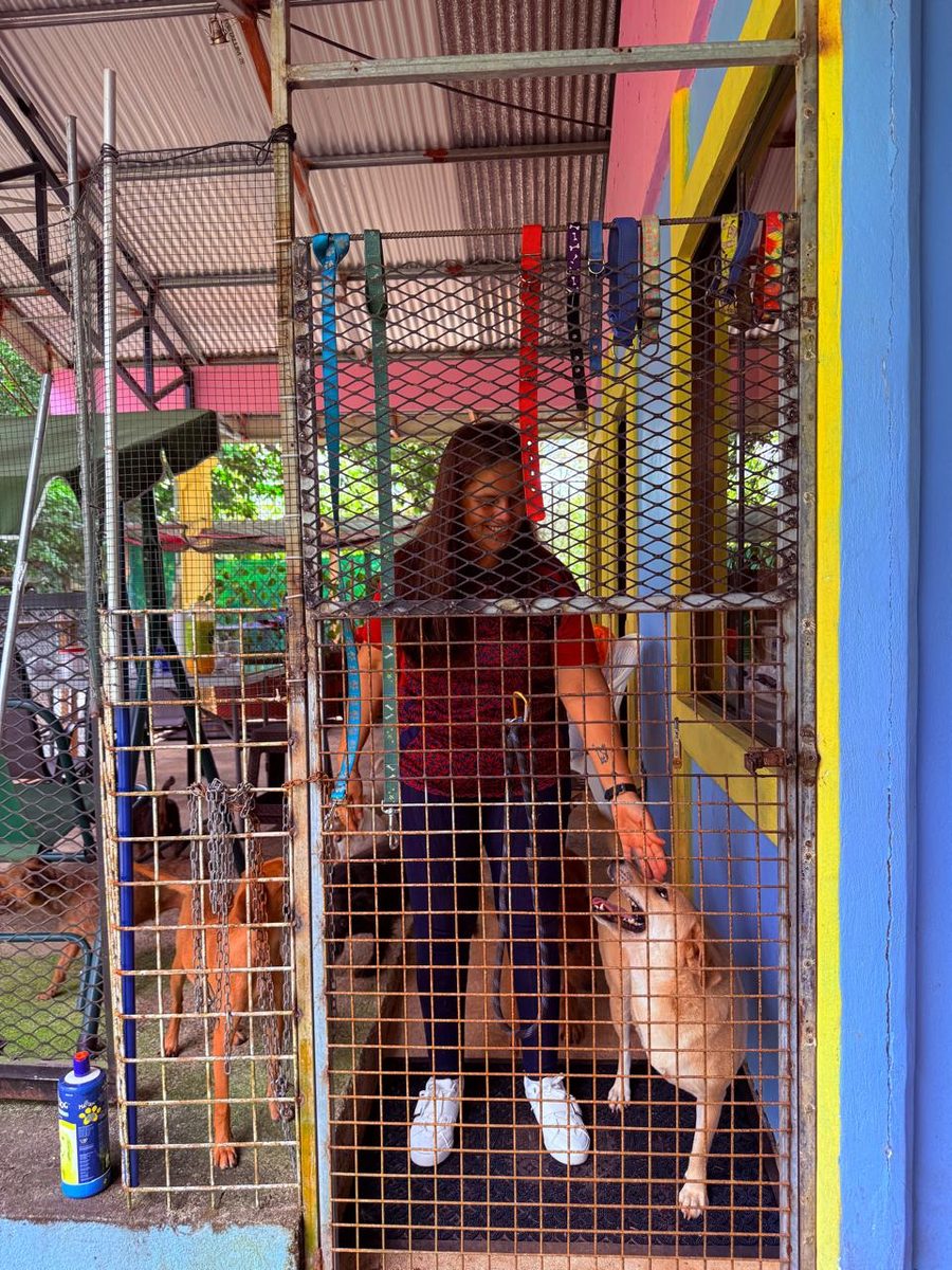 Current shelter