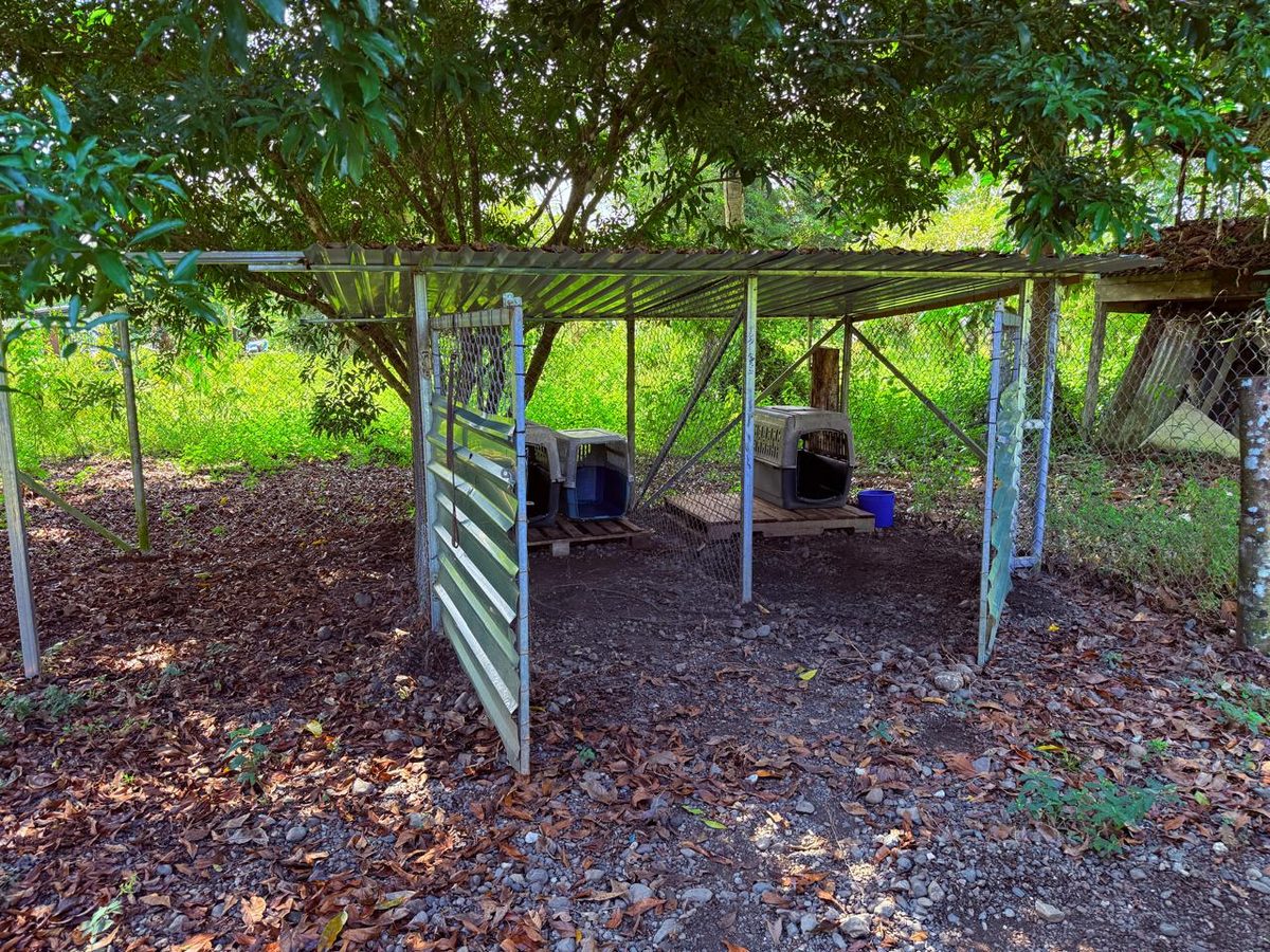 Current shelter
